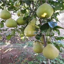 哪里有广西沙田柚？哪里有广西沙田柚？哪里有广西沙田柚？