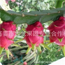 哪里有紫红火龙果种植？哪里有白肉火龙果种植？