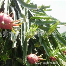 哪里有紫红火龙果苗批发？哪里有紫红火龙果苗批发？