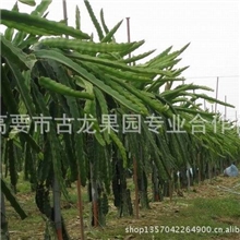 哪里有火龙果种植？哪里有火龙果种植？哪里有火龙果种植？