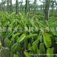 哪里有火龙果苗批发？哪里有火龙果苗批发？哪里有火龙果苗批发？