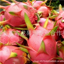 提供广东优质生鲜水果德庆火龙果批发价?