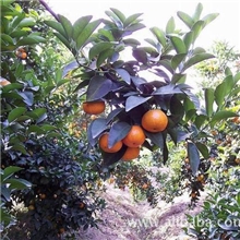 四会砂糖桔四会砂糖桔四会砂糖桔批发价四会砂糖桔批发价?