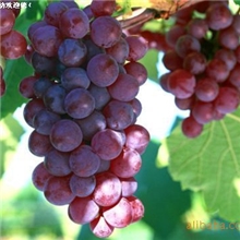 低价葡萄、葡萄代办、保定葡萄、河北保定葡萄、