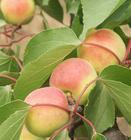 河北杏、杏代办、保定顺平杏