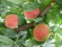 低价桃、河北桃、保定桃、桃代办