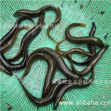 常年销售质量可靠的东北吉林泥鳅鱼养殖成活率高低价格