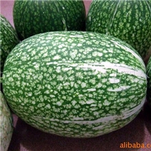 基地供应鱼翅瓜，新鲜瓜果鱼翅瓜，美国品种金丝鱼翅瓜