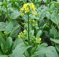 厂家供应杀菌剂，生物杀菌剂，蔬菜专用高效杀菌剂