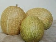 鱼翅瓜稀有品种，皇帝喜好的瓜果，绿色食品鱼翅瓜