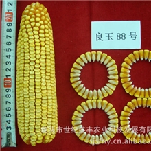 供高产耐密玉米种子---良玉88