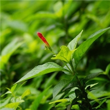 植物中金属元素的检测