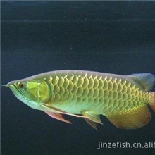 供应批发专业直销龙鱼等观赏鱼北京金泽观赏鱼养殖合作社