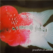 供应批发专业直销红运当头等观赏鱼北京金泽观赏鱼养殖合作社