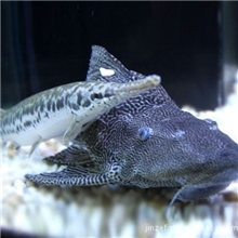 供应批发专业直销各种观赏鱼北京金泽观赏鱼养殖合作社