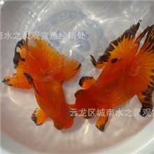 蝶尾金鱼红蝶尾黑蝶尾徐州金鱼观赏鱼