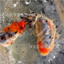 兰寿五花寿红寿徐州金鱼低价出售