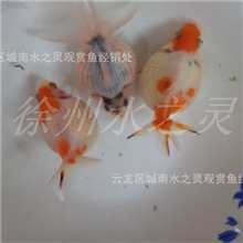 珍珠精品出售红白花珍珠五花珍珠徐州金鱼批发