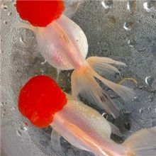 徐州金鱼金鱼观赏鱼鹤顶红批发金鱼