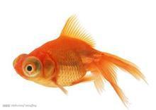 供应观赏鱼，金鱼，锦鲤鱼，草金鱼