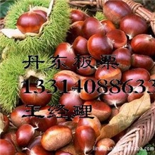 供应丹东出口大板栗30－40、40－50、40－60粒/kg