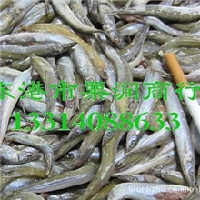 饲料鱼沙里钻玉筋鱼小金鱼面条鱼沙里钻