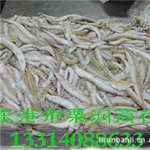 饲料鱼沙里钻玉筋鱼面条鱼