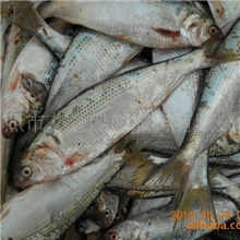 艾仑供应各种冷冻青皮鱼等各种鱼类欢迎前来选购！