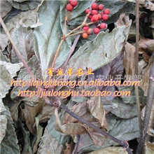 野生草珊瑚九节茶风观音茶接骨莲中草药抗癌福建三明清流