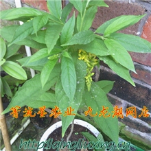 野生中草药材黄花倒水莲倒吊远志根带带黄花植物种苗福建