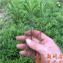 狭叶雀舌罗汉松芽苗日本罗汉松苗桌面盆栽绿植防辐射福建三明