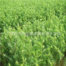 杉木苗杉木良种用木材造林苗绿化小苗福建三明清流苗木