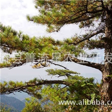 深山野生新鲜松针松针茶马尾松杉毛/福建三明清流箐流星