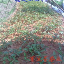 福建樱花苗红色单樱山樱花绿化小苗冬樱花福建三明清流苗木