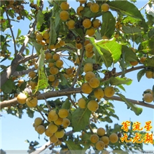 野生君迁子黑枣野柿子果根砧木福建三明中国原生树桩小苗植物