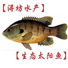 【直销】浔坊牌生态太阳鱼美国鲈鱼2两&mdash;4两