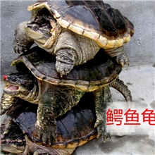 【直销】浔坊生态鳄鱼龟小鳄商品龟