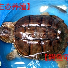 【直销】浔坊生态养殖鳄鱼龟商品龟