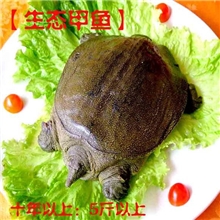【直销】浔坊生态甲鱼中华鳖日本鳖10年以上5斤以上