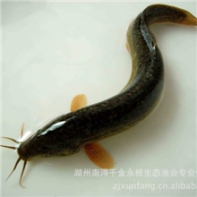 【直销】浔坊牌生态泥鳅