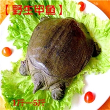 【直销】浔坊野生甲鱼中华鳖1-5斤