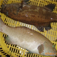 按海上打捞超低特优惠价批发天然野生石斑鱼