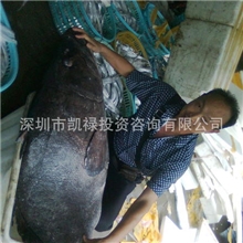 送礼请送养生健体营养丰富野生石斑鱼