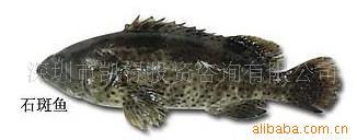 石斑鱼