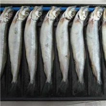 供应多春鱼柳叶鱼