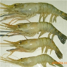 供应无公害水产品清江野生青虾