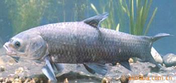 全年供应无公害水产品清江鱼青鱼