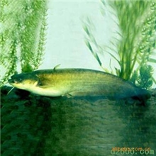 批量供应无公害水产品南方大口鲶清江鱼