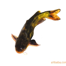 供应无公害水产品黄骨头清江鱼