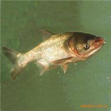 批量供应水产品花鲢无公害清江鱼